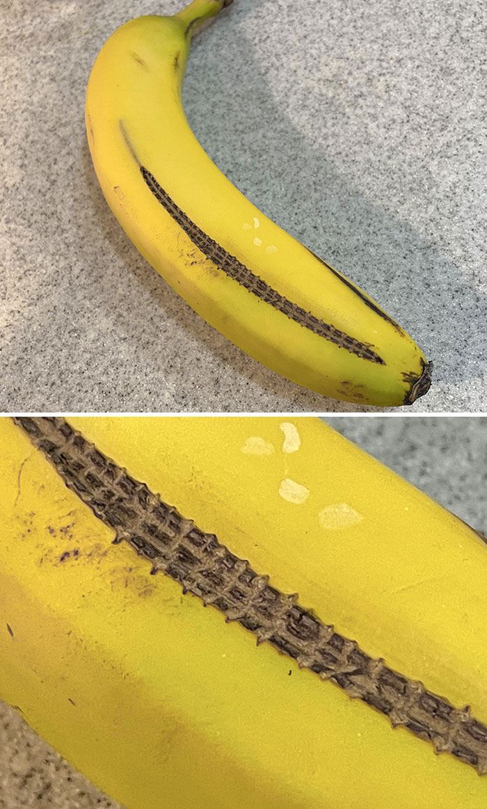 Este plátano que parece haber sido abierto y luego cosido