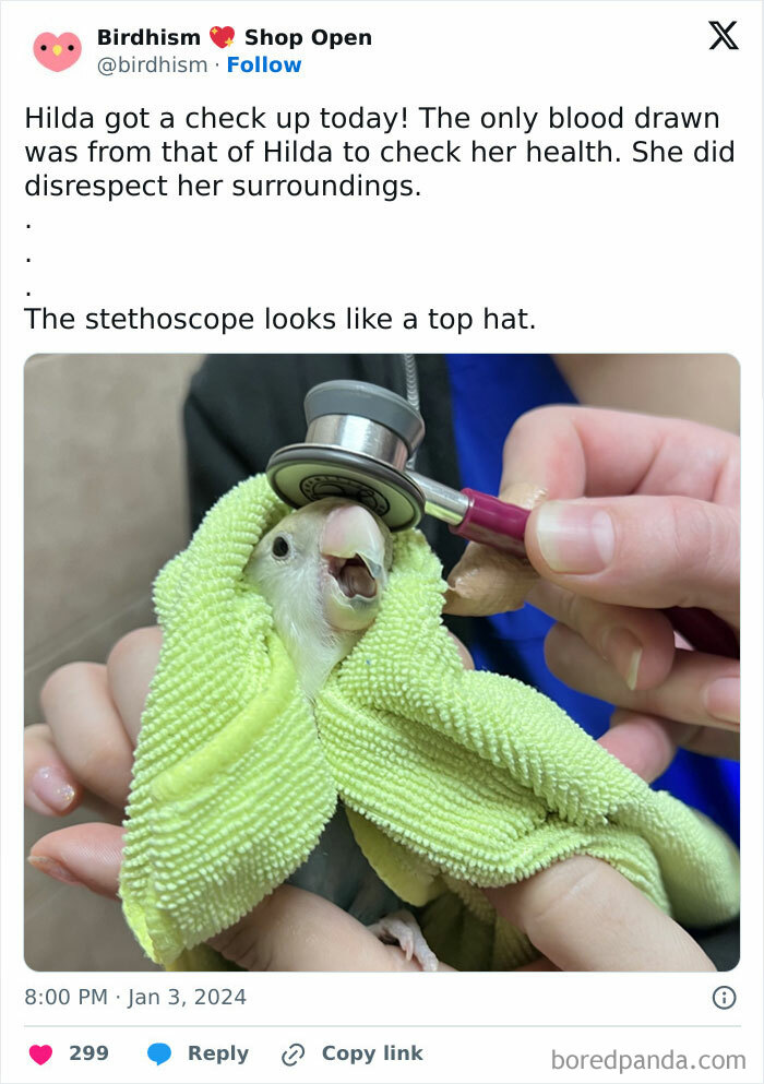 This Adorable Parrot In A Hat