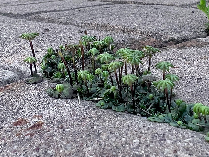 Estas plantas creciendo entre ladrillos parecen un oasis