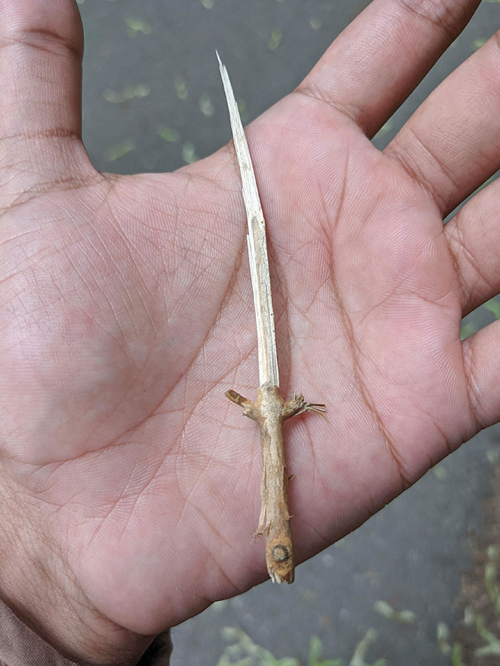 This Stick Looks Like A Sword