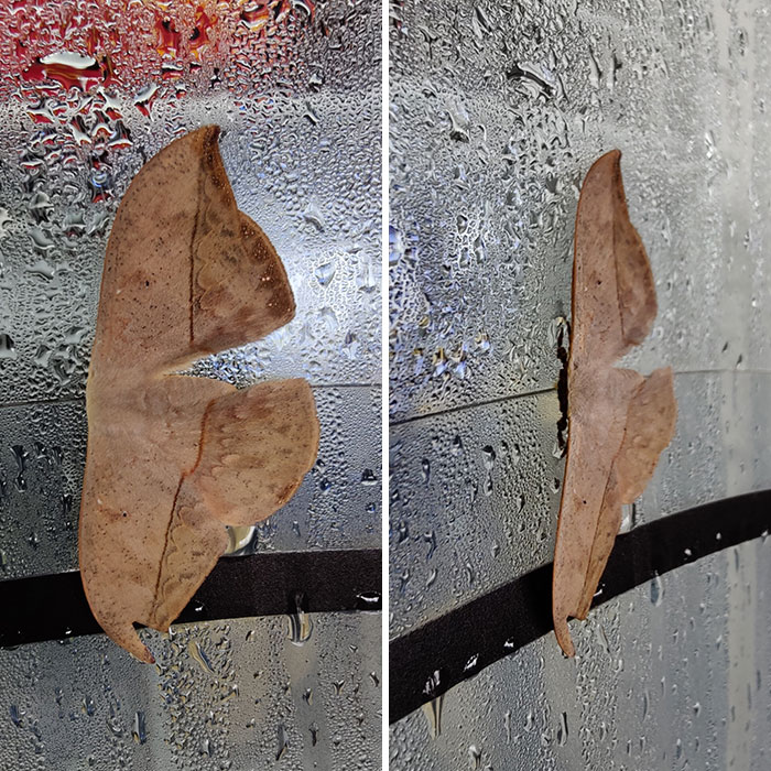 This Moth Looks Like A Leaf