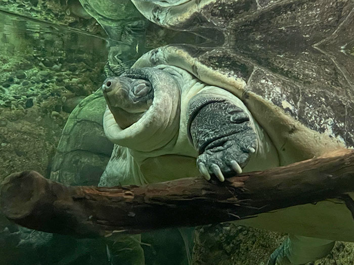 This Turtle At The Zoo Looks Like It’s Wearing A Turtleneck Sweater