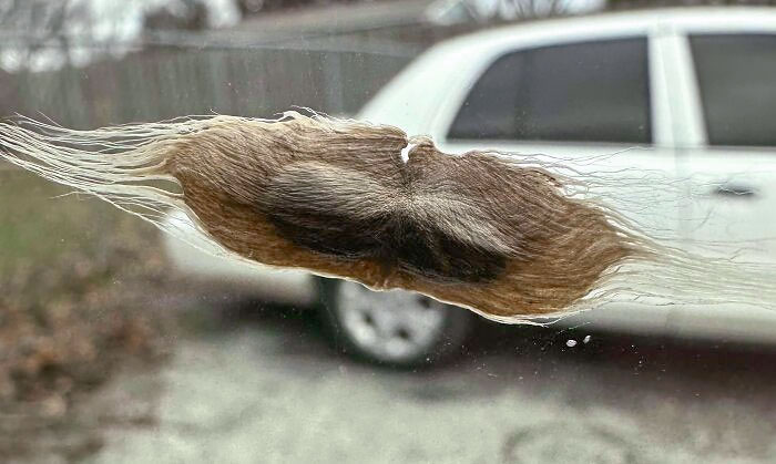 This Seed Pod Stuck To My Car Window Looks Like A Mustache