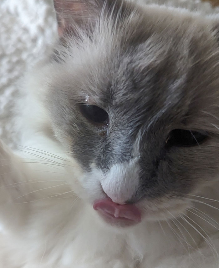My Cat's Tongue Makes It Look Like She's Kissing
