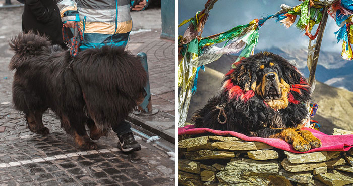 Tibetan Mastiff Dog Breed All Information Covered