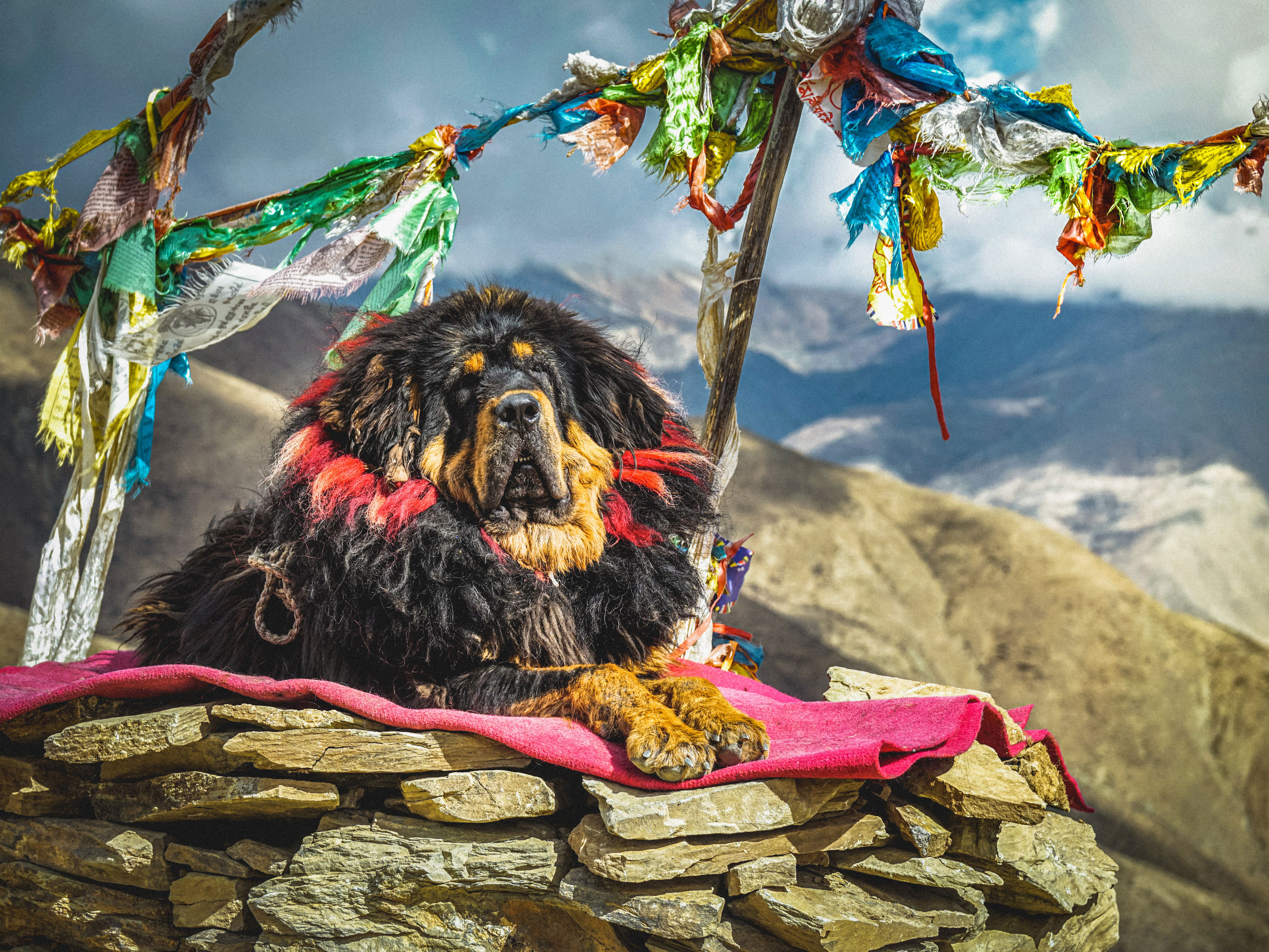 tibetan mastiff dog resting on the blanket on stones