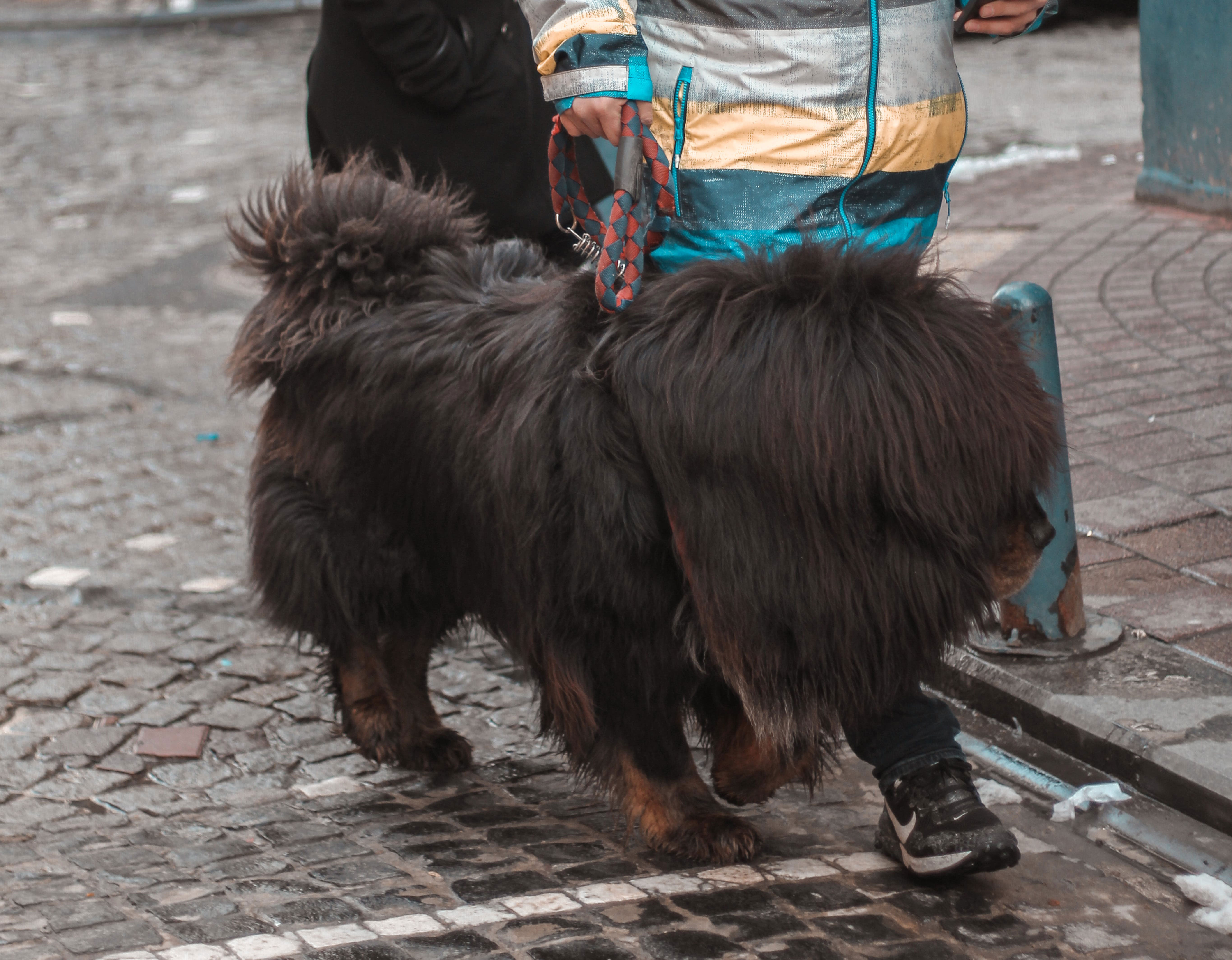 a man walking tibetan mastiff