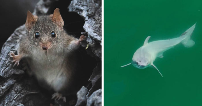 7 Fantastic Animals Who Made Headlines In January