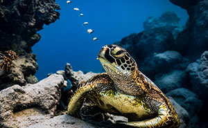 20 Winning Images In Nature Category Of Tokyo International Foto Awards 2023