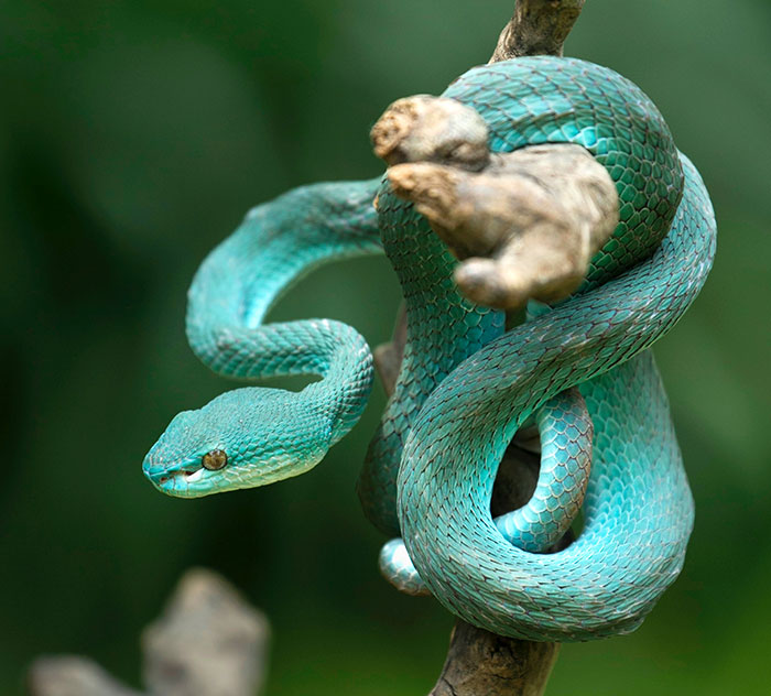 Blue snake wrapped around a tree branch 