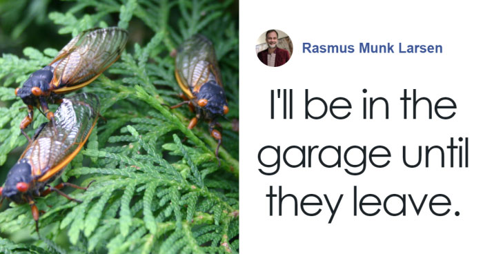 “Earplugs Will Be In Demand”: 2 Broods Of Cicada Will Emerge For The First Time In 221 Years