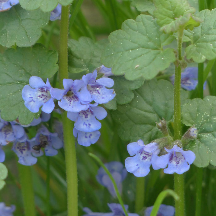 Photography of Ground-Ivy (Glechoma hederacea).