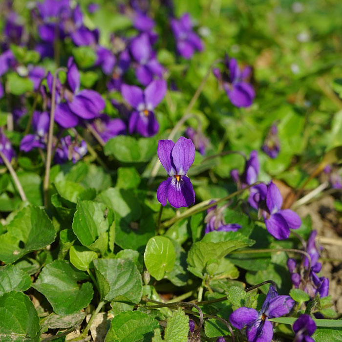 Photography of Common Blue Violet (Viola sororia).