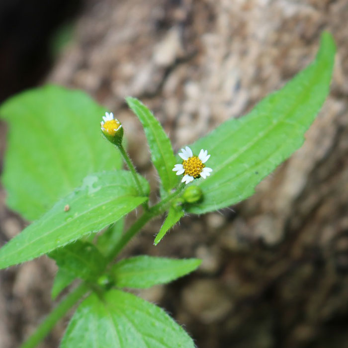 Photography of Quickweed (Galinsoga parviflora).