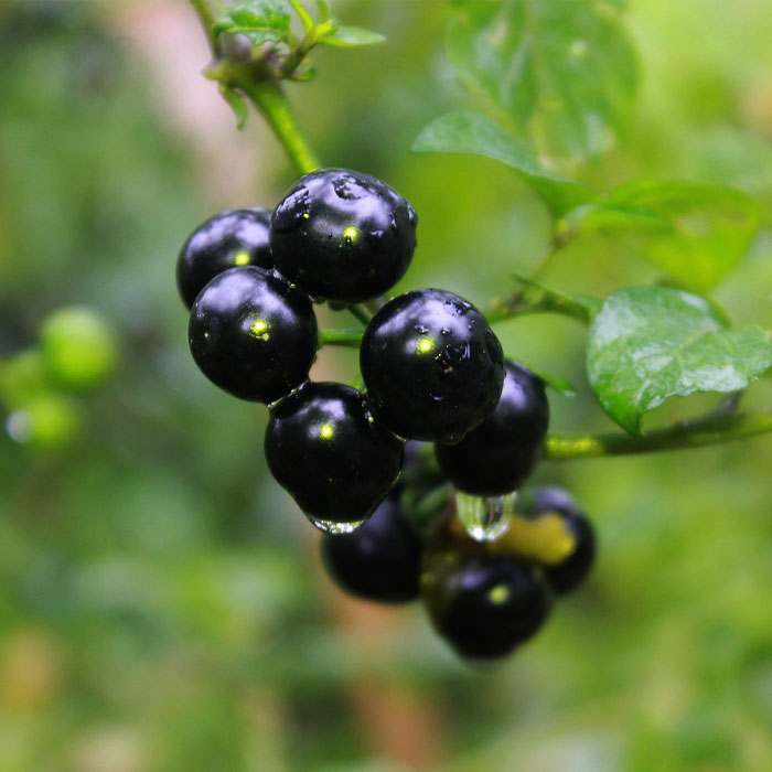 Photography of Black Nightshade (Solanum nigrum).