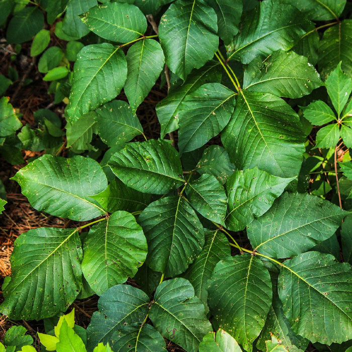 Photography of Poison Ivy (Toxicodendron radicans).