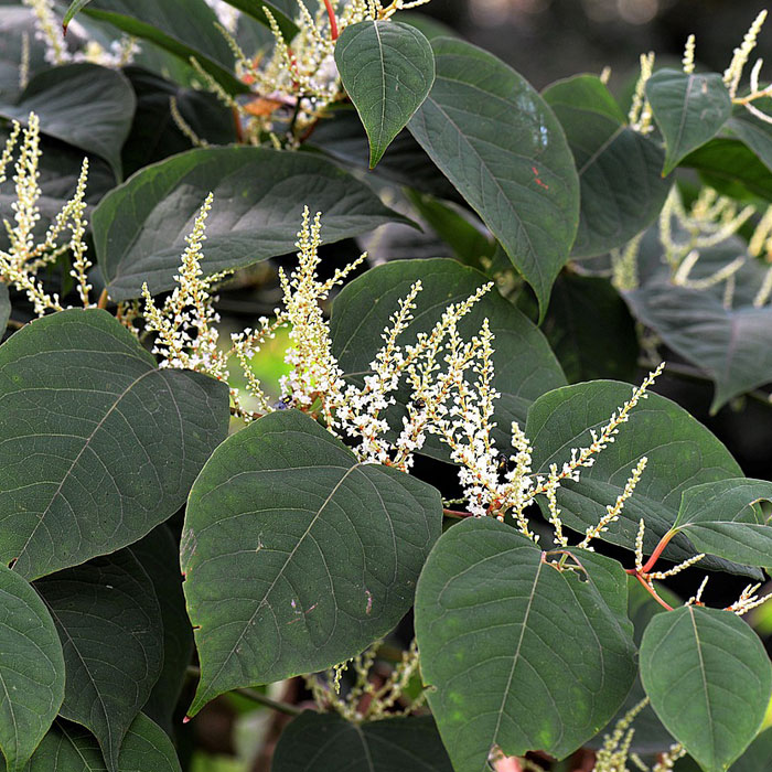 Photography of Japanese Knotweed (Reynoutria japonica).
