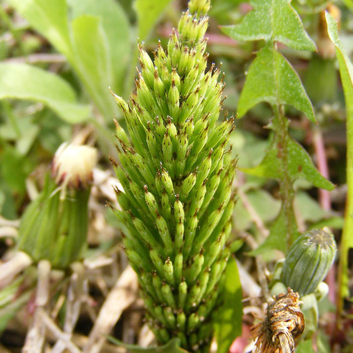 Photography of Common Horsetail (Equisetum arvense).