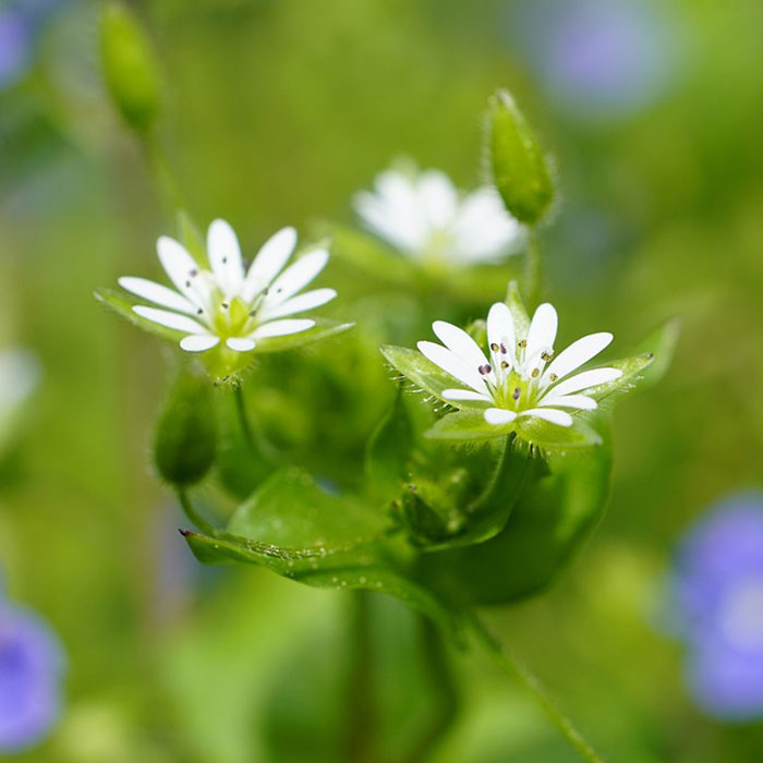 Photography of Common Chickweed (Stellaria media).