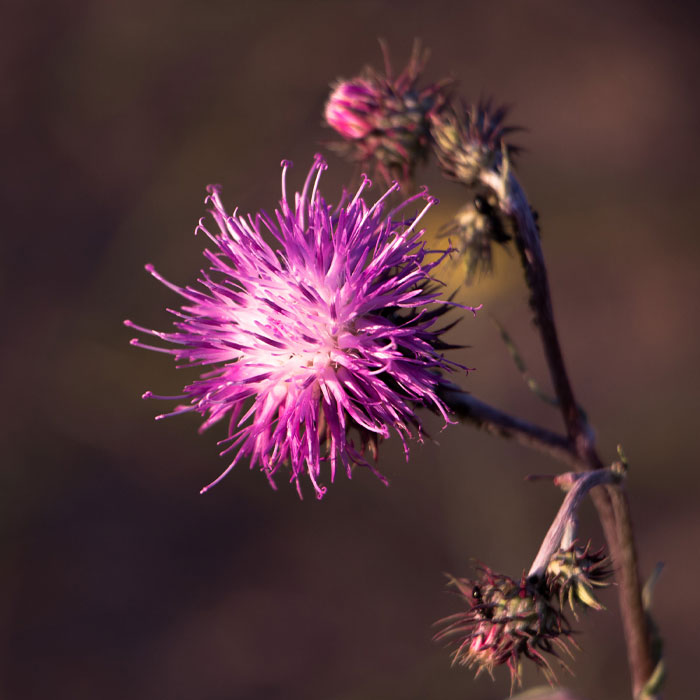 Photography of Canada Thistle (Cirsium arvense).
