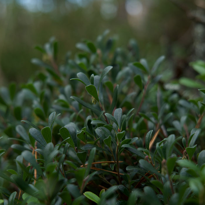Photography of Common Purslane (Portulaca oleracea).