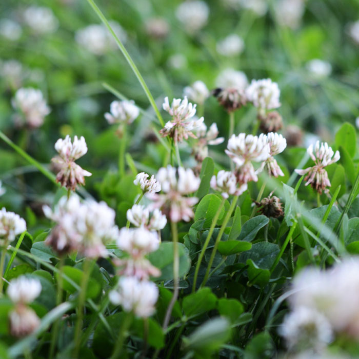 Photography of White Clover (Trifolium repens).