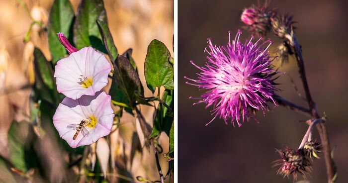 Close-up of common garden weeds with flowers, illustrating typical types of weeds in gardens and how to control them.