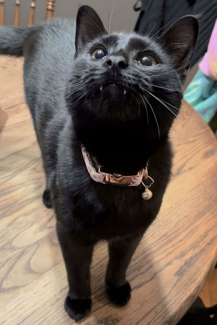 Harlow Wanted To Show Everyone His Valentine’s Day Collar