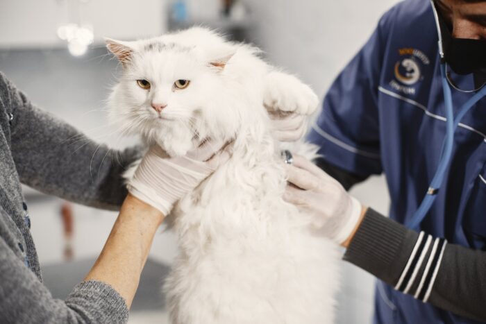 White cat with veterinarian