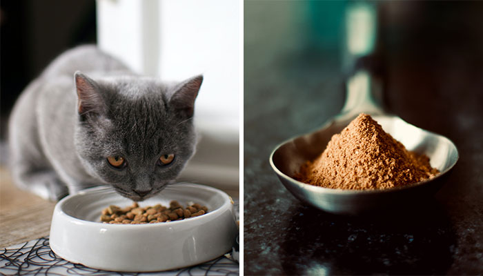 Gray cat eating kibble with chicken meal beside it in a spoon on a dark surface. Gray cat eating kibble with chicken meal beside it in a spoon on a dark surface.