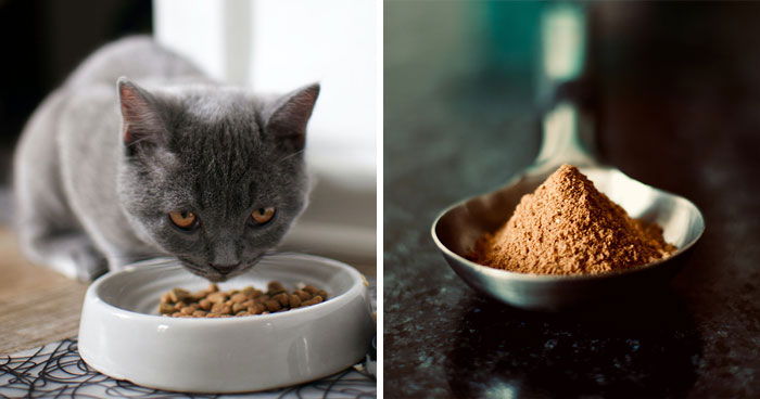 What Is Chicken Meal in Cat Food? Vet Overview