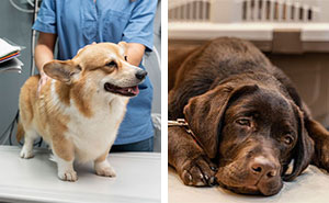 Remedies for Dogs Upset Stomach: What to Give and Foods to Feed