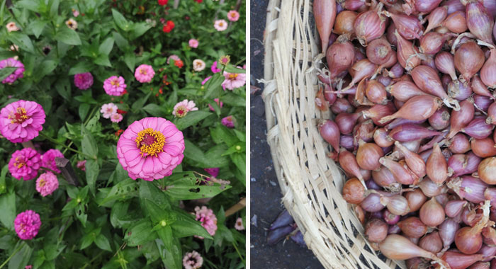 What To Plant In February: 15 Plants To Start A Garden This Winter