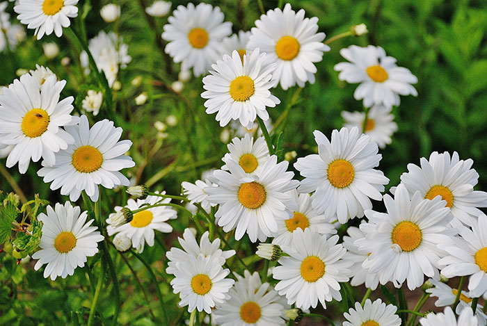 Multiple White Daisy Flower
