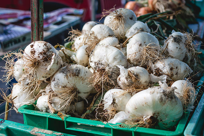 Multiple freshly grown garlic heads in a basket 