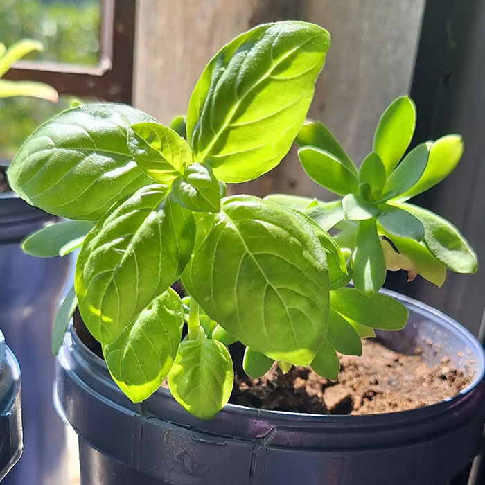 Green Basil Plant in a Pot