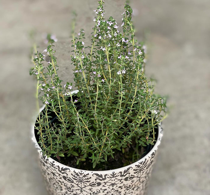 Thyme plant in a black and white pot 