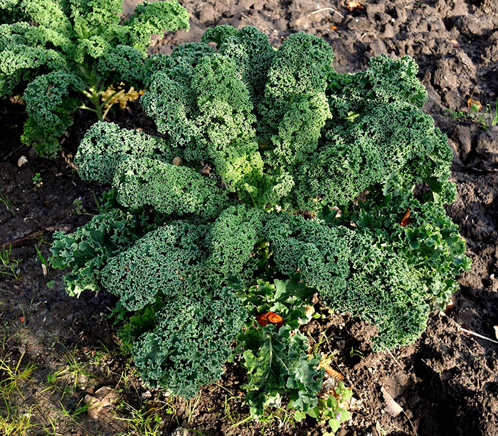 Green Kale plant in the soil