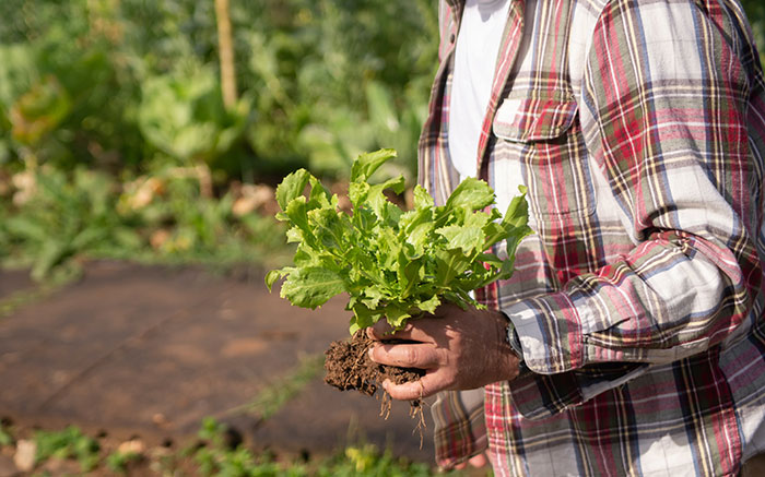 Person Holding a Green Lettuce