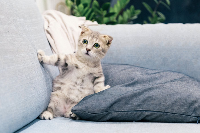 cute baby kitten on a sofa