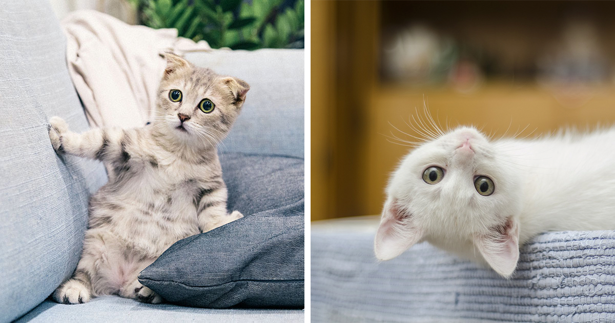 When Do Kittens Start Pooping? Kitten Poops and Constipation Bored Panda