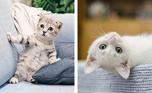 When Do Kittens Start Pooping? Kitten Poops and Constipation