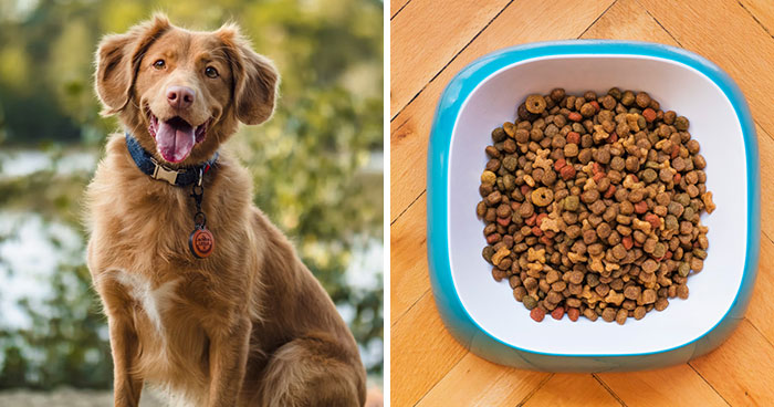 When To Switch From Puppy to Adult Dog Food for Optimal Feeding