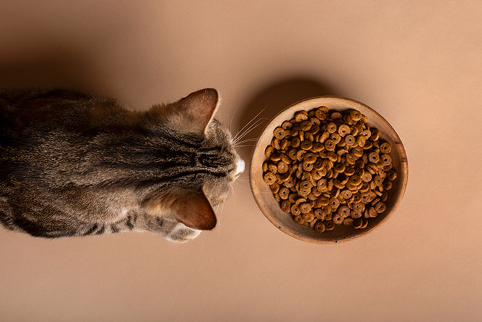 A cat eating food from a bowl.