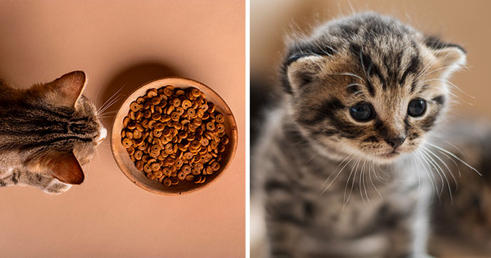 When to Switch from Kitten Food to Adult Cat Food: A Vet Guide