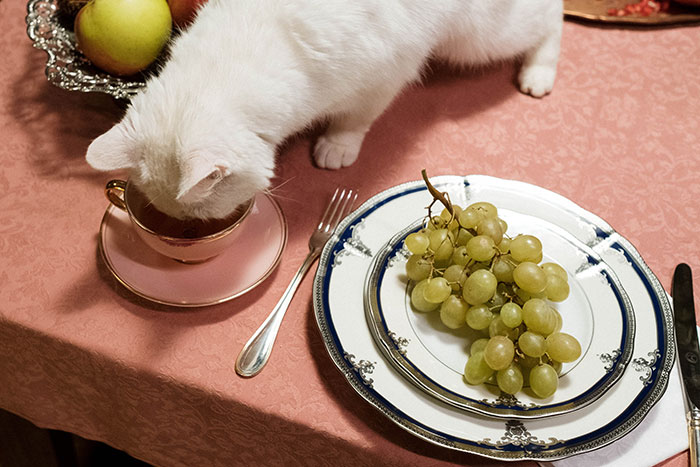 White cat sniffing a cup near a plate with grapes, highlighting cat behavior with objects. White cat sniffing a cup near a plate with grapes, highlighting cat behavior with objects.