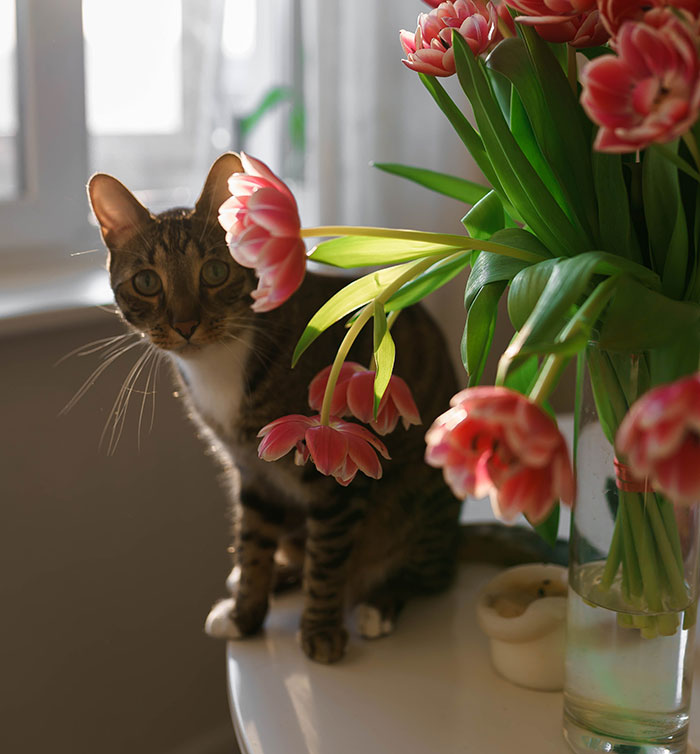 Cute Tabby Cat on Table by Tulips in Vase