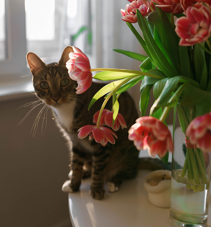 Cat sitting near a vase of flowers, looking curious, potentially about to knock them over. Cat sitting near a vase of flowers, looking curious, potentially about to knock them over.