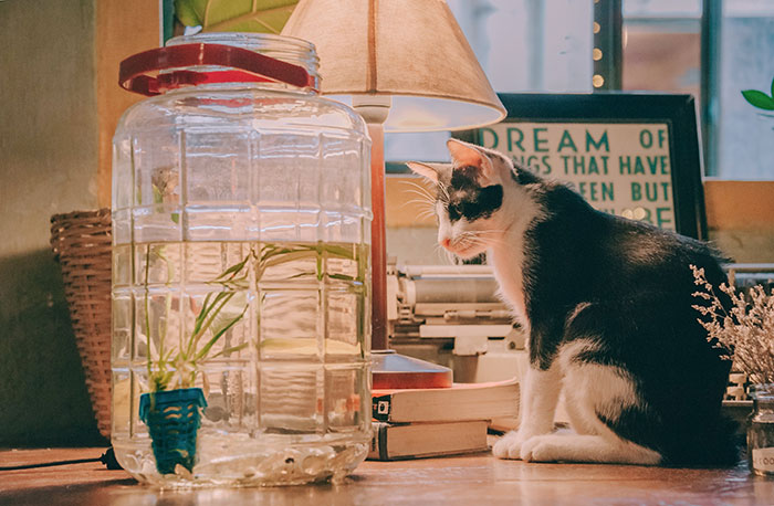 Cat sitting by a large jar on a desk, curious about knocking things over. Cat sitting by a large jar on a desk, curious about knocking things over.