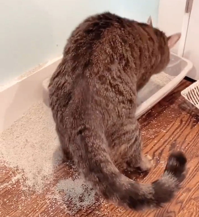 cat digging in litter box 